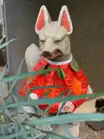 五十稲荷神社(栄寿稲荷神社)の{uncategorized: "未分類", other: "その他", undefined: "問題あり", building: "その他建物", grave: "お墓", sacred_gate: "鳥居", guardian: "狛犬", statue: "像", buddha: "仏像", history: "歴史", nature: "自然", garden: "庭園", animal: "動物", pagoda: "塔", temizu: "手水舎", mountain_gate: "山門・神門", sanctuary: "本殿・本堂", subordinate: "末社・摂社", art: "芸術", scenery: "景色", jizo: "地蔵", ema: "絵馬", goshuin: "御朱印", omikuji: "おみくじ", items: "授与品その他", amulet: "お守り", goshuincho: "御朱印帳", eats: "食事", festival: "お祭り", votive_dance: "神楽", shichigosan: "七五三参", wedding: "結婚式", experience: "体験その他", initially: "初詣", around: "周辺", anti_infection: "感染症対策"}