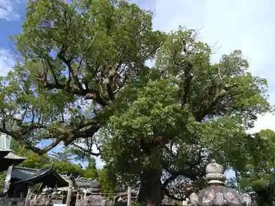 下庄八幡神社の自然