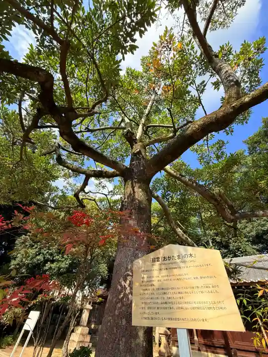 弓弦羽神社(兵庫県)