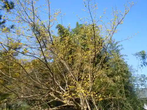 安國論寺（安国論寺）の自然