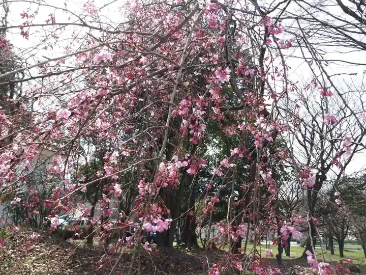 徳佐八幡宮の自然