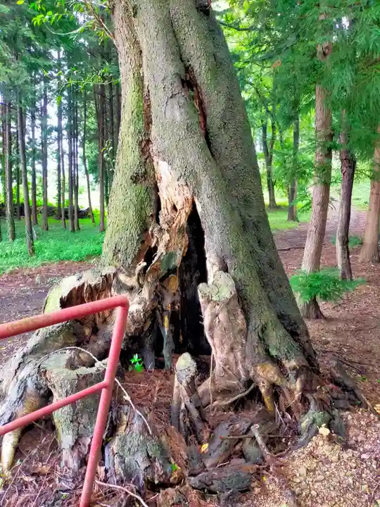 八幡神社の自然