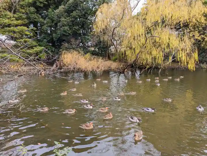 菊田神社の動物