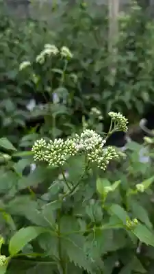 行願寺（革堂）(京都府)