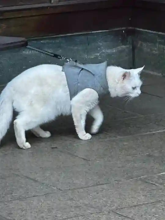 王子神社(徳島県)