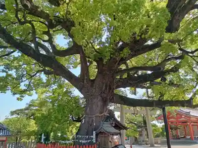 百舌鳥八幡宮(大阪府)