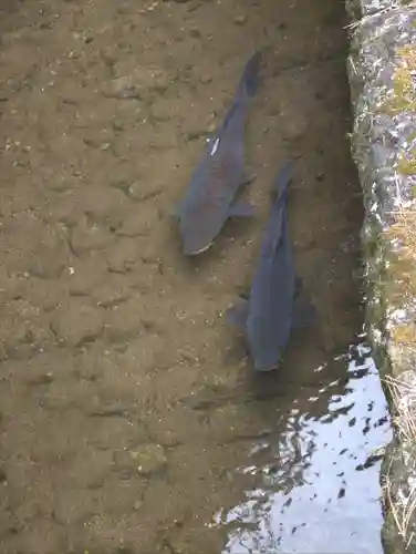 喜連川神社の動物