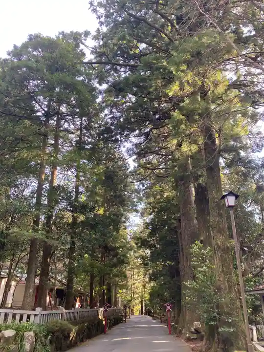箱根神社の自然