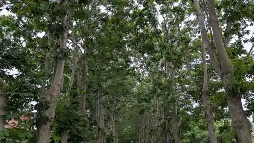 遠別神社の自然