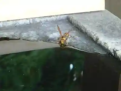 島根氷川神社の動物