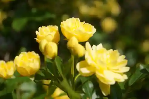 三輪神社の自然