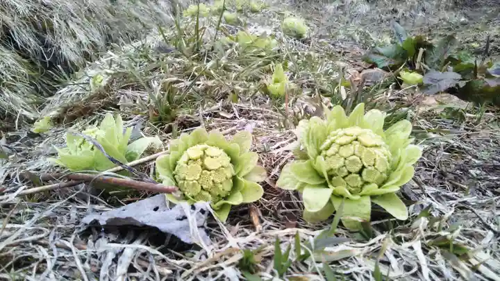 雫石神社の自然