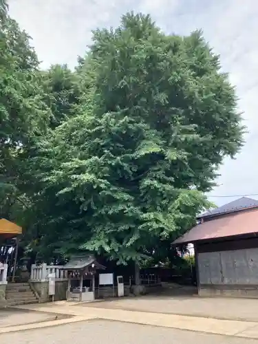 鶴嶺八幡宮(神奈川県)