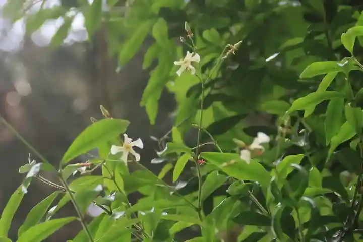 鹿島大神宮の自然