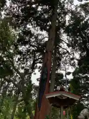 日月神社の自然