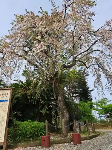 日枝神社(静岡県)