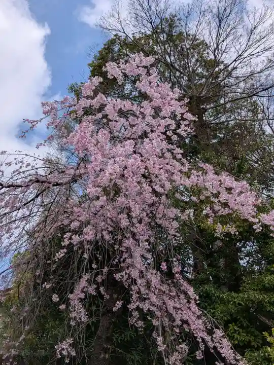 阿佐ヶ谷神明宮(東京都)