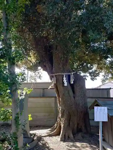上青木氷川神社(埼玉県)