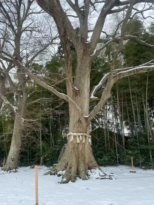 水戸八幡宮の{uncategorized: "未分類", other: "その他", undefined: "問題あり", building: "その他建物", grave: "お墓", sacred_gate: "鳥居", guardian: "狛犬", statue: "像", buddha: "仏像", history: "歴史", nature: "自然", garden: "庭園", animal: "動物", pagoda: "塔", temizu: "手水舎", mountain_gate: "山門・神門", sanctuary: "本殿・本堂", subordinate: "末社・摂社", art: "芸術", scenery: "景色", jizo: "地蔵", ema: "絵馬", goshuin: "御朱印", omikuji: "おみくじ", items: "授与品その他", amulet: "お守り", goshuincho: "御朱印帳", eats: "食事", festival: "お祭り", votive_dance: "神楽", shichigosan: "七五三参", wedding: "結婚式", experience: "体験その他", initially: "初詣", around: "周辺", anti_infection: "感染症対策"}