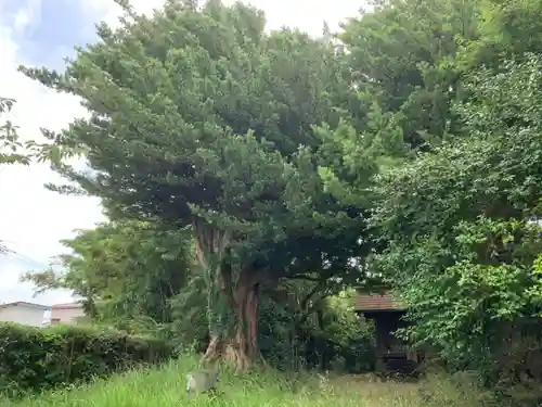 三島神社の自然