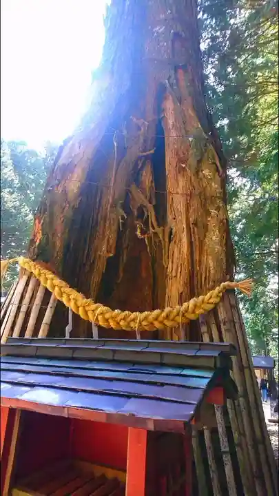 日光東照宮の自然