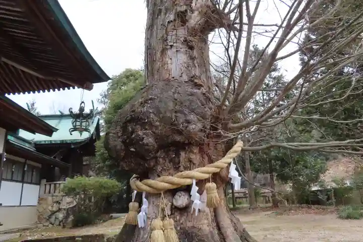 賀羅加波神社の自然