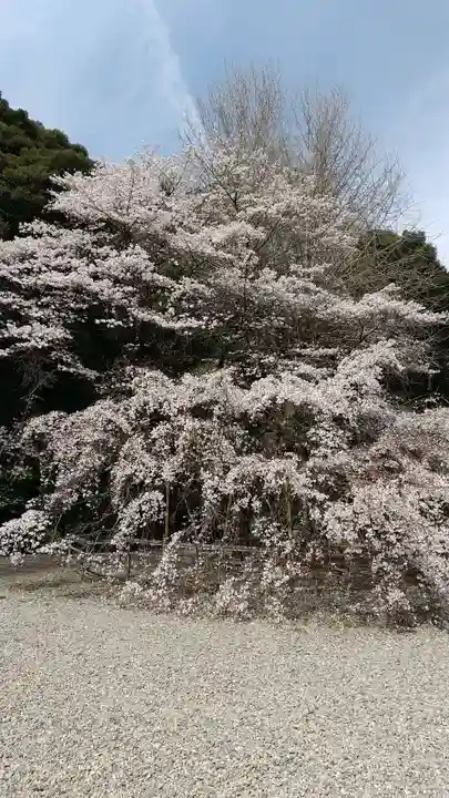 栃木縣護國神社の自然