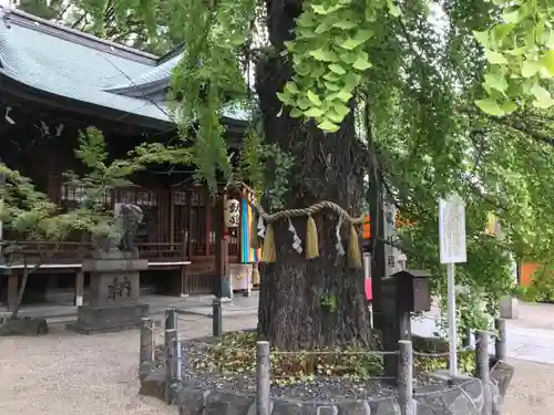 白山神社の自然