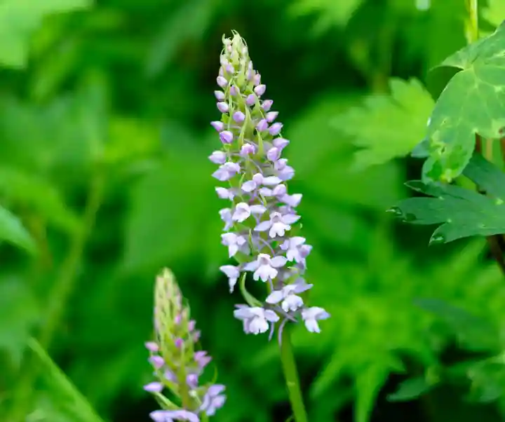 白山比咩神社 奥宮(石川県)