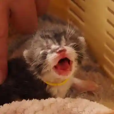 天王山 安楽寺(福井県)