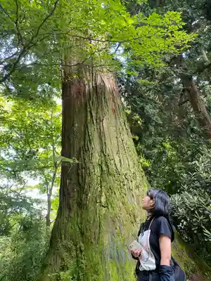 箱根神社(神奈川県)