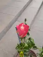 伏木香取神社(茨城県)