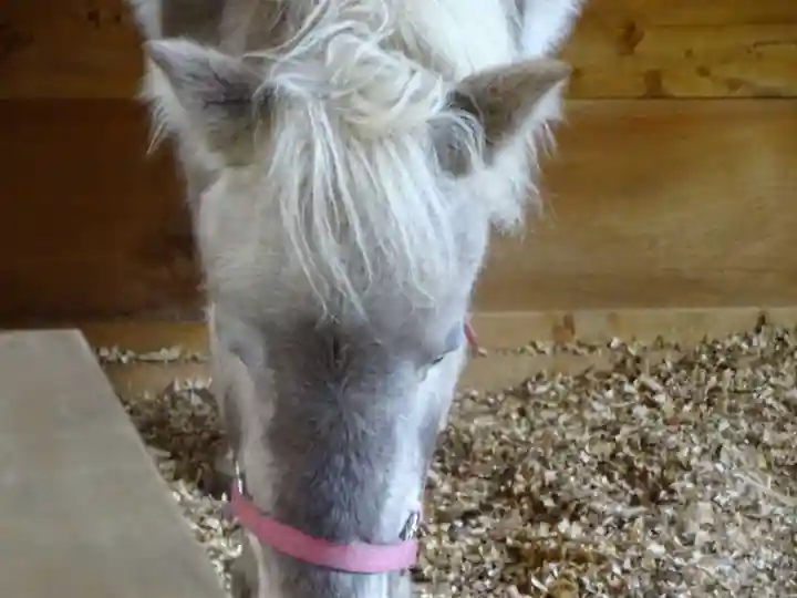 平塚八幡宮の動物