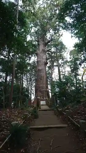 麻賀多神社の自然