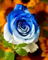 札幌諏訪神社の手水舎