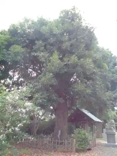 神明社の自然