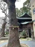 海老江八坂神社の自然