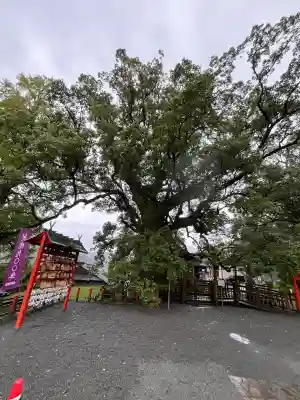 蒲生八幡神社(鹿児島県)