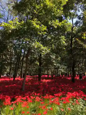 高麗神社の周辺