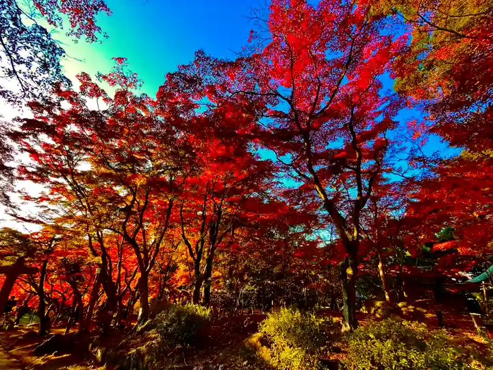 宝満宮竈門神社の自然