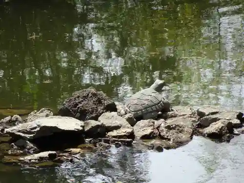 武蔵一宮氷川神社の動物