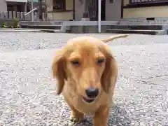 杉杜白髭神社の動物