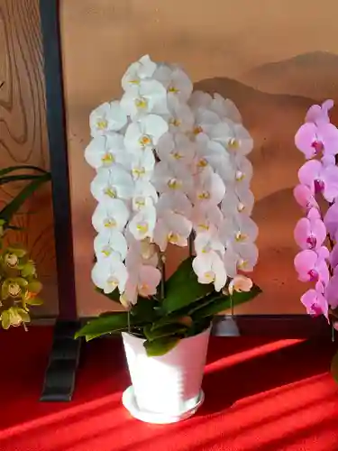 妙蓮寺(神奈川県)