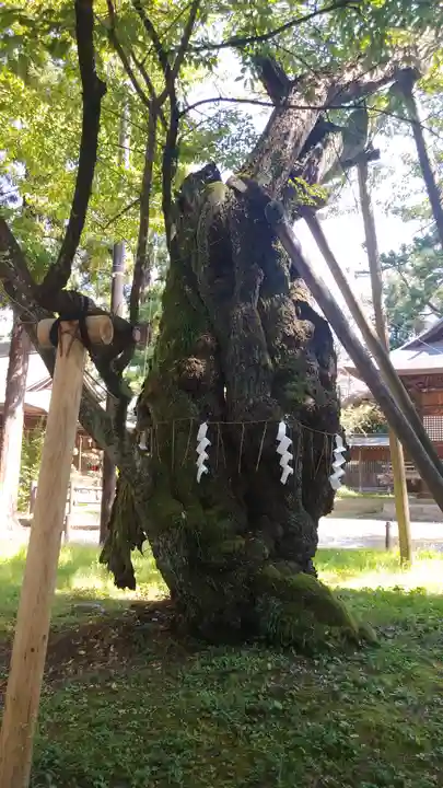 蠶養國神社の自然