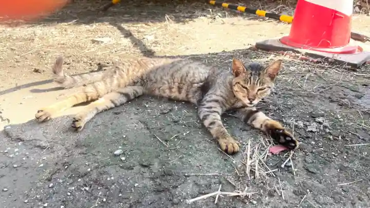 和泉國一之宮 大鳥大社の動物
