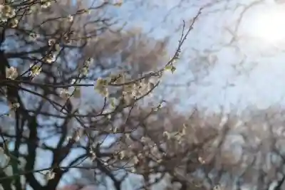 谷保天満宮の{uncategorized: "未分類", other: "その他", undefined: "問題あり", building: "その他建物", grave: "お墓", sacred_gate: "鳥居", guardian: "狛犬", statue: "像", buddha: "仏像", history: "歴史", nature: "自然", garden: "庭園", animal: "動物", pagoda: "塔", temizu: "手水舎", mountain_gate: "山門・神門", sanctuary: "本殿・本堂", subordinate: "末社・摂社", art: "芸術", scenery: "景色", jizo: "地蔵", ema: "絵馬", goshuin: "御朱印", omikuji: "おみくじ", items: "授与品その他", amulet: "お守り", goshuincho: "御朱印帳", eats: "食事", festival: "お祭り", votive_dance: "神楽", shichigosan: "七五三参", wedding: "結婚式", experience: "体験その他", initially: "初詣", around: "周辺", anti_infection: "感染症対策"}