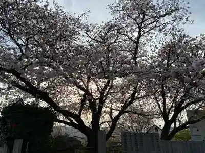 成願寺の{uncategorized: "未分類", other: "その他", undefined: "問題あり", building: "その他建物", grave: "お墓", sacred_gate: "鳥居", guardian: "狛犬", statue: "像", buddha: "仏像", history: "歴史", nature: "自然", garden: "庭園", animal: "動物", pagoda: "塔", temizu: "手水舎", mountain_gate: "山門・神門", sanctuary: "本殿・本堂", subordinate: "末社・摂社", art: "芸術", scenery: "景色", jizo: "地蔵", ema: "絵馬", goshuin: "御朱印", omikuji: "おみくじ", items: "授与品その他", amulet: "お守り", goshuincho: "御朱印帳", eats: "食事", festival: "お祭り", votive_dance: "神楽", shichigosan: "七五三参", wedding: "結婚式", experience: "体験その他", initially: "初詣", around: "周辺", anti_infection: "感染症対策"}
