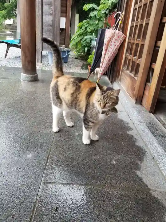 前玉神社の動物