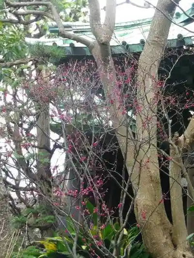 大巧寺の自然