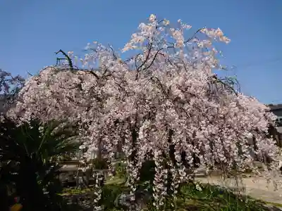明星院(愛知県)